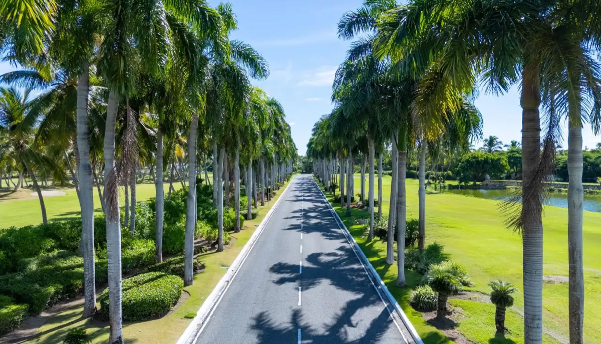 Palm-lined boulevard